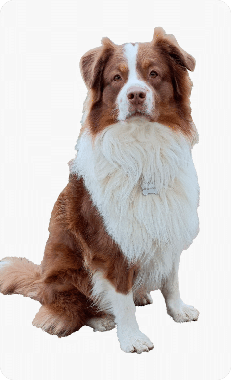 chien parcours